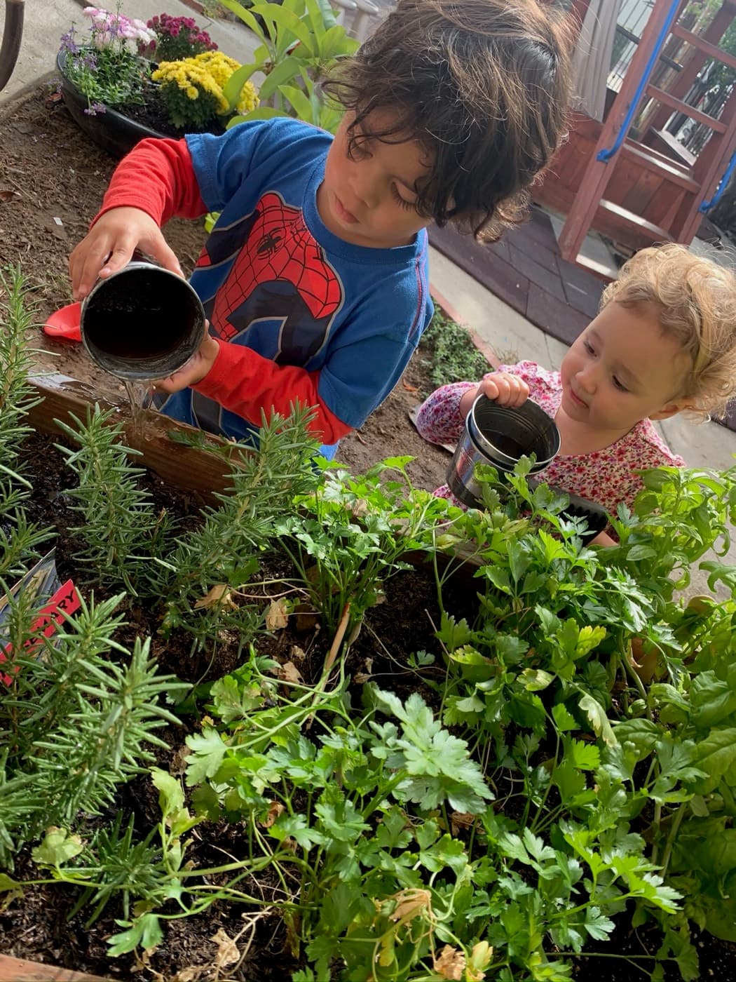 Watering the herb garden together