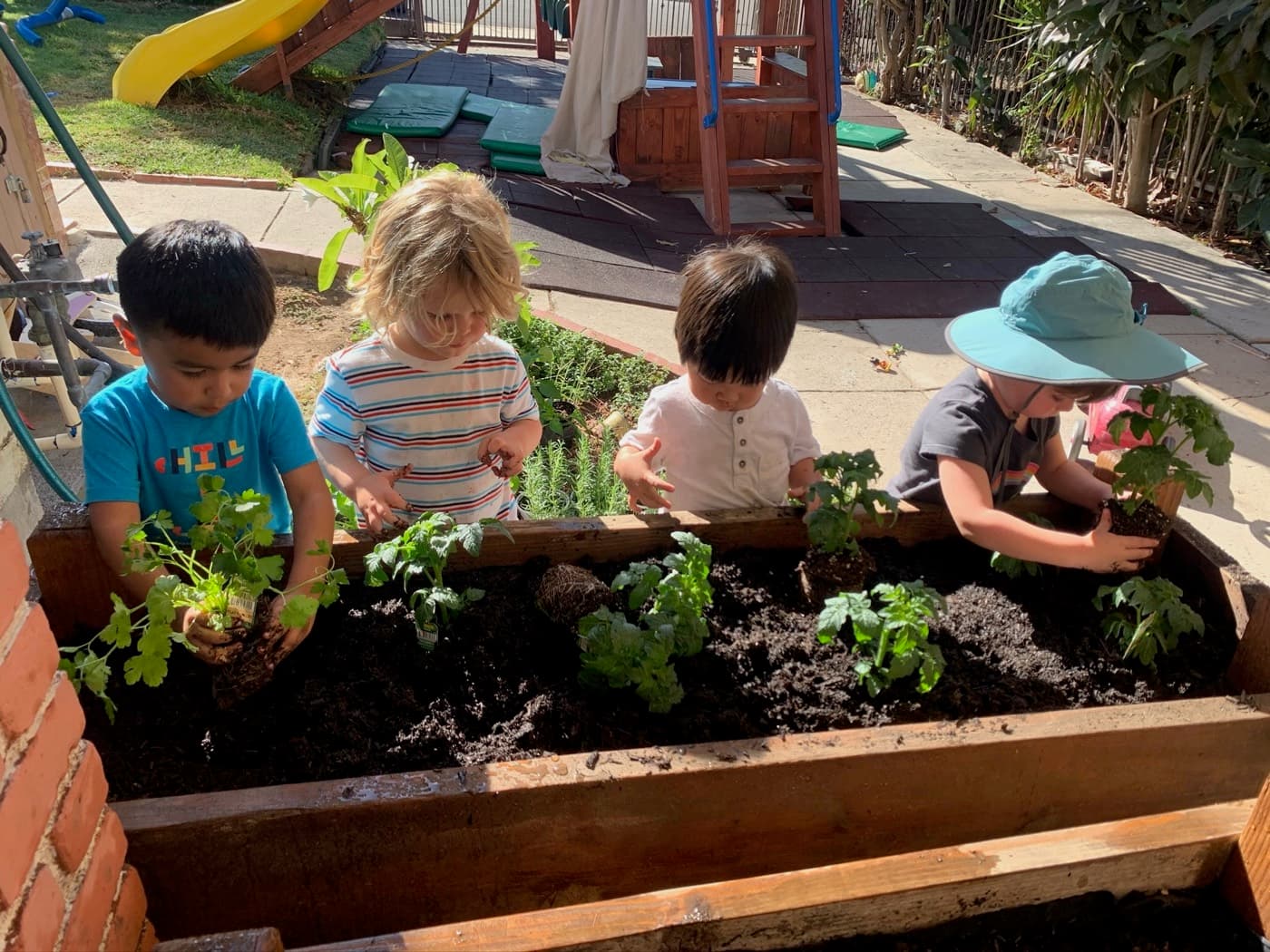 Four friends planting seedlings in the bed