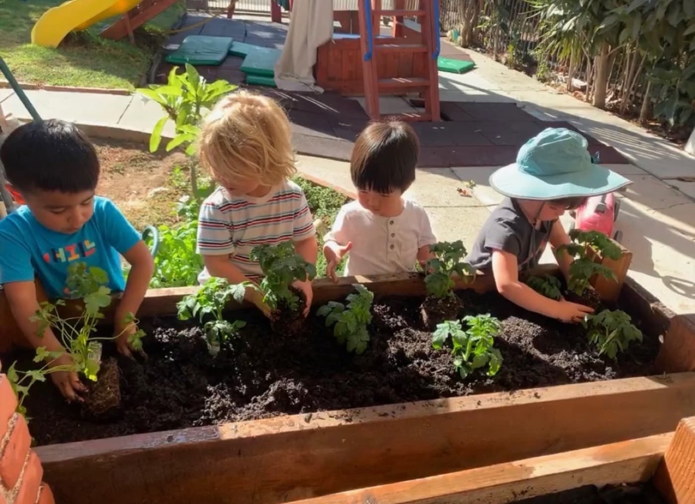 Tucking tomato seedlings into rich soil